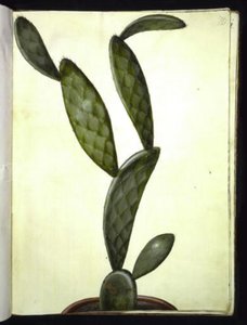Opuntia monacantha (entornet Feigenkaktus)