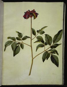 Pfingstrose (Rosen-Seidenpflanze)