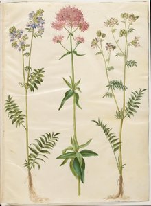 Polemonium caeruleum (Jakobsleiter); Centranthus ruber (Rote Spornblume) von Hans Simon Holtzbecker