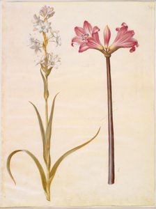 Polianthes tuberosa (Tuberose); Amaryllis belladonna (Belladonnalilie)