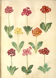 Primula ×pubescens (Garten-Aurikel)