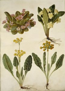 Primula vulgaris (Karnevals-Schlüsselblume); Primula vulgaris (Hybrid der großblumigen Schlüsselblume); Primula veris (Hybrid der hohlen Schlüsselblume) von Hans Simon Holtzbecker