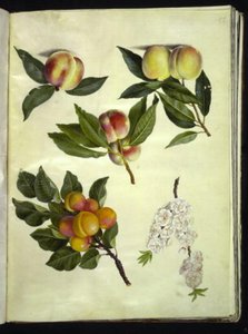 Prunus persica (Pfirsich); Prunus armeniaca (Aprikose) von Hans Simon Holtzbecker