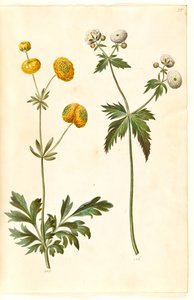 Ranunculus acris (Scharfer Hahnenfuß); Ranunculus aconitifolius (Eisenhutblättriger Hahnenfuß)