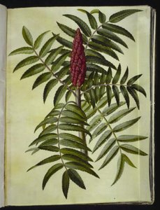 Rhus typhina (Hirschkolbensumach) von Hans Simon Holtzbecker