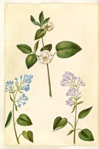 Rosa (?) (Rose); Syringa vulgaris (Gemeiner Flieder)