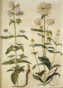 Saponaria officinalis (Echtes Seifenkraut) von Hans Simon Holtzbecker