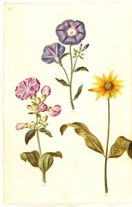 Saponaria officinalis (Seifenkraut); Convolvulus tricolor (Dreifarbige Winde); Helianthus (?) (Sonnenblumenart)