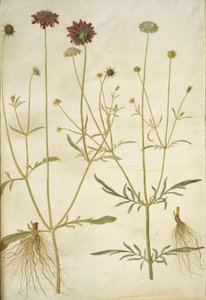 Skabiose atropurpurea; Skabiose columbaria von Hans Simon Holtzbecker