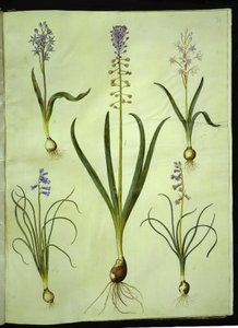 Scilla bifolia (Zweiblättriger Blaustern); Muscari comosum (Traubenhyazinthe); Brimeura amethystina (Pyrenäen-Hyazinthe)