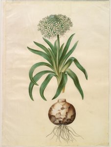 Peruanische Schilla (Riesen-Schilla) von Hans Simon Holtzbecker