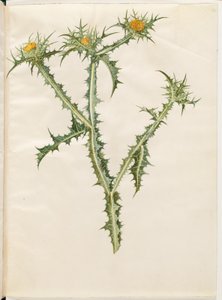 Scolymus hispanicus (Spanische Golddistel)