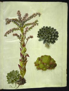 Sempervivum tectorum (gewöhnliche Hauswurz); Sempervivum montanum (Berg-Hauswurz)