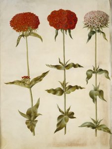 Silene chalcedonica (brennende Liebe)
