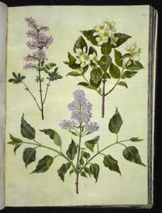 Syringa ×persica; Philadelphus coronarius; Syringa vulgaris von Hans Simon Holtzbecker