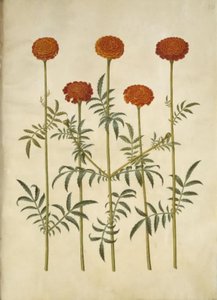 Tagetes patula (Sammetblume) von Hans Simon Holtzbecker
