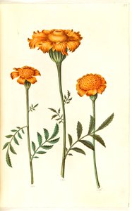 Tagetes patula (Niedrige Studentenblume) von Hans Simon Holtzbecker
