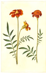 Aufrechte Studentenblume
