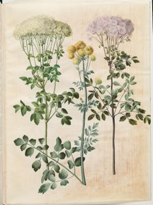 Thalictrum aquilegiifolium (Akelei-Wiesenraute); Thalictrum flavum (Gelbe Wiesenraute)