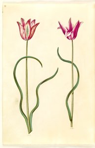 Tulipa clusiana (Clusius-Tulpe)