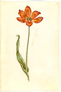 Tulipa gesneriana (Gartentulpe)