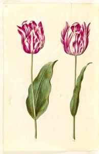 Tulipa gesneriana (Gartentulpe)