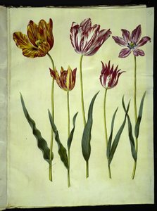 Tulipa gesneriana (Gartentulpe)