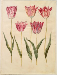 Tulipa gesneriana (Gartentulpe)