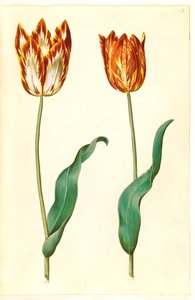 Tulipa gesneriana (Gartentulpe)