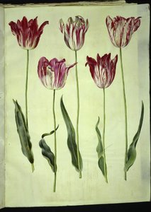 Tulipa gesneriana (Gartentulpe)