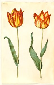 Tulipa gesneriana (Gartentulpe)