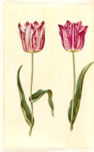 Tulipa gesneriana (Garten-Tulpe)