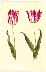 Tulipa gesneriana (Gartentulpe)