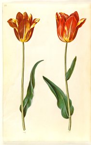 Tulipa gesneriana (Gartentulpe)