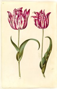Tulipa gesneriana (Gartentulpe)