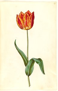 Tulipa gesneriana (Gartentulpe)