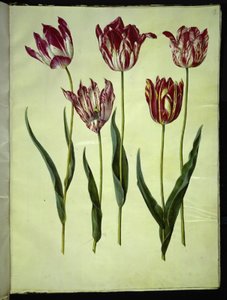Tulipa gesneriana (Gartentulpe)