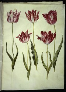 Tulipa gesneriana (Gartentulpe)