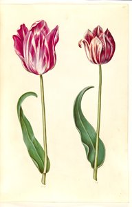 Tulipa gesneriana (Gartentulpe)