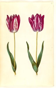 Tulipa gesneriana (Gartentulpe)