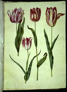 Tulipa gesneriana (Gartentulpe)