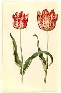 Tulipa gesneriana (Gartentulpe)