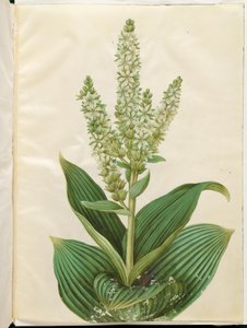 Weißer Germer (Veratrum album)