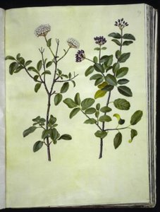 Viburnum tinus (Winterschneeball)