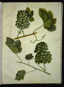Vitis vinifera (gemeine Weinrebe) von Hans Simon Holtzbecker