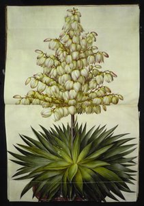 Yucca gloriosa (Pracht-Palmelilie)