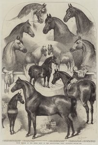 Preispferde auf der Pferdeschau in der Agricultural Hall, Islington
