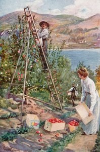 Eine Obstplantage in Nelson, British Columbia