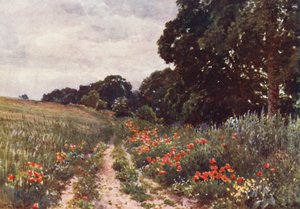 Mohnblumen
