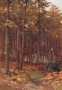 Die Tiefen eines Tannenwaldes, Ripley von Harold Sutton Palmer